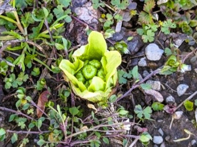 春の旬ふきのとう