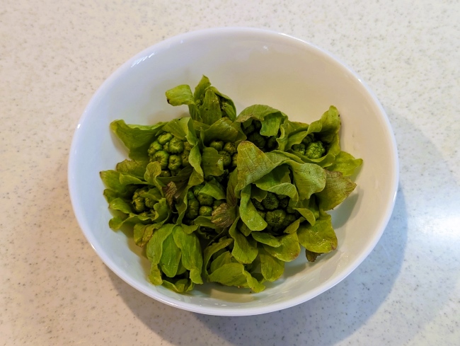 春の味覚ふきのとう