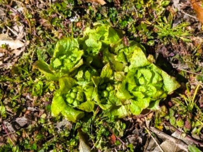 ほろ苦さが癖になるふきのとう