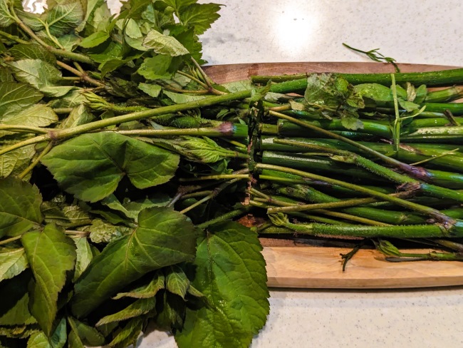 春の旬な食材ウドを使っておひたしを作ります