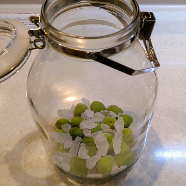 青梅と氷を交互に入れて梅酒を作る